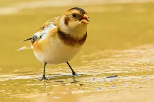 Sand Beach Prints: Snow bunting (Plectrophenax nivalis) Foraging on sandy shoreline at Katherine Cove