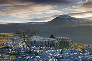 Yorkshire Prints: Snow capped Ingleborough from the limestone pavements on Twistleton Scar, Yorkshire