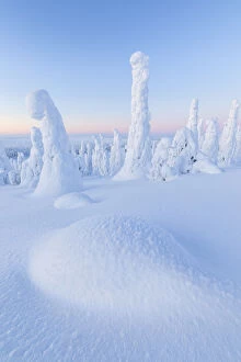 White Gallery: Snow covered forest at dawn, Riisitunturi National Park, Posio, Lapland, Finland