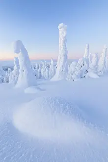 Polar Region Prints: Snow covered forest at dawn, Riisitunturi National Park, Posio, Lapland, Finland