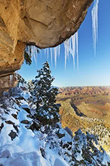 Grand View Prints: Snow-covered Pine Under the Rim, Grand Canyon National Park, Arizona, USA