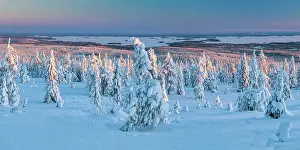 Posio Prints: Snow-covered Pine Trees, Riisitunturi National Park, Posio, Lapland, Finland