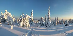 Posio Prints: Snow-covered Pine Trees, Riisitunturi National Park, Posio, Lapland, Finland