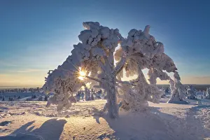 Posio Prints: Snow-covered Pine Trees, Riisitunturi National Park, Posio, Lapland, Finland