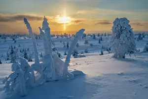 Freeze Prints: Snow-covered Pine Trees at Sunset, Riisitunturi National Park, Posio, Lapland, Finland