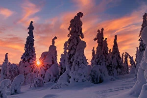 Images Dated 20th June 2023: Snow covered pines trees, Riisitunturi National Park, Lapland, Finland