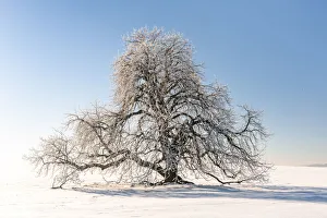 Middle Europe Prints: Snow-covered solitary horse chestnut on field, blue sky, Vogtland, Saxony, Germany