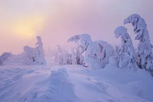 Snow covered Spruce trees, Bavarian Forest, Big Arber, Bavaria, Germany