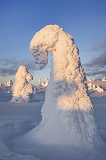Taiga Prints: Snow covered spruces in winter - Finland, Eastern Lapland, Posio, Riisitunturi - Lapland
