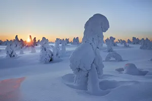 Snow covered spruces in winter - Finland, Eastern Lapland, Posio, Riisitunturi - Lapland