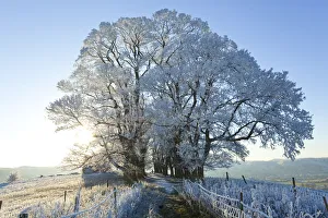 Gloucestershire Prints: Snow covered tree on Downham Hill, Uley, Gloucestershire, UK