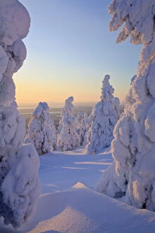 Finland Gallery: Snow covered trees in Finland