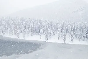 Larix Prints: the snow-covered trees at Lake Antorno, a UNESCO world heritage site, province of Belluno
