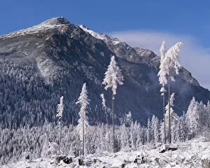 Images Dated 6th January 2015: Snow covered trees and mountains in the High Tatras, Slovakia, Europe. Winter