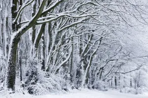 Trunks Prints: Snow covered trees near Compton Abbas, Dorset, England