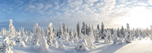 Snow covered trees, Riisitunturi National Park, Lapland, Finland Snow covered trees, Riisitunturi National Park, Lapland, Finland