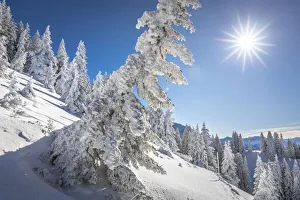 Snow-covered winter forest at Tegelberg in the Ammer Mountains, Schwangau, Allgaeu Snow-covered winter forest at Tegelberg in the Ammer Mountains, Schwangau, Allgaeu
