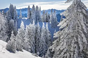 Snow-covered winter forest at Tegelberg in the Ammer Mountains, Schwangau, Allgaeu