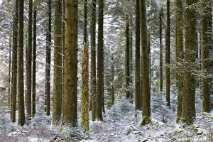 Snow dusted pine woodland at Fernworthy Forest, Dartmoor National Park, Devon, England