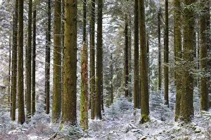 Snow dusted pine woodland at Fernworthy Forest, Dartmoor National Park, Devon, England Snow dusted pine woodland at Fernworthy Forest, Dartmoor National Park, Devon, England