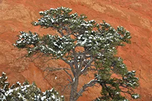 Frosted Prints: Snow dusted trees and Entrada Sandstone fins, Arches National Park, Utah, USA