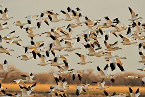 Daybreak Prints: Snow Goose (Chen caerulescens) Flocks in flight over grain fields
