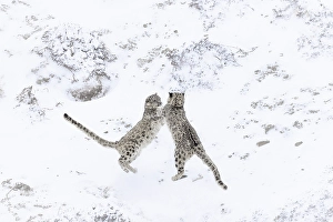Big Cat Prints: Snow leopard brothers in Spiti Valley, Himachal Pradesh, India