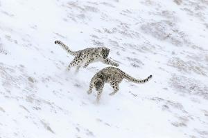 Big Cat Prints: Snow leopard brothers in Spiti Valley, Himachal Pradesh, India