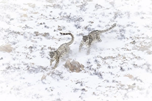Big Cat Prints: Snow leopard brothers in Spiti Valley, Himachal Pradesh, India