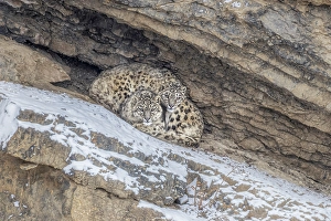 Big Cat Prints: Snow leopard brothers in Spiti Valley, Himachal Pradesh, India