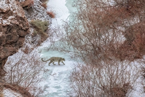 Big Cat Prints: Snow leopard in frozen riverbed, Spiti Valley, Himachal Pradesh, India