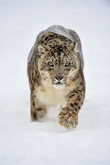 snow leopard uncia uncia captive raised