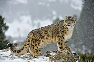Snow leopard (Uncia uncia) - captive raised, Bozeman, Montana, USA