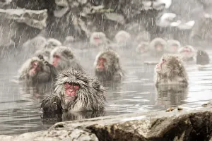 Cold Prints: Snow monkeys of Jogokudani valley, Nakano, Nagano prefecture, Japan