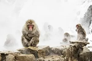 Images Dated 12th December 2017: Snow monkeys of Jogokudani valley, Nakano, Nagano prefecture, Japan