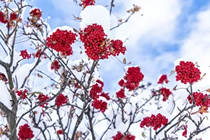 Tree Branch Prints: Snow over red berries on rowan tree branches