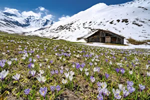 Snowcapped mountains surrounded by fields of Crocus in bloom, Juf, Avers, Viamala Region Snowcapped mountains surrounded by fields of Crocus in bloom, Juf, Avers, Viamala Region