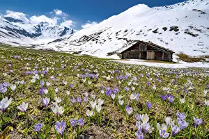 Freshness Prints: Snowcapped mountains surrounded by fields of Crocus in bloom, Juf, Avers, Viamala Region
