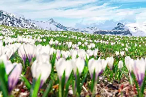 Freshness Prints: Snowcapped mountains surrounded by flowering meadows of crocus during spring bloom