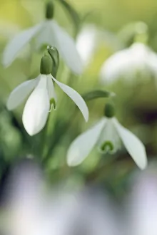 Munich Gallery: Snowdrop - Germany, Bavaria, Upper Bavaria, Munich, Taufkirchen