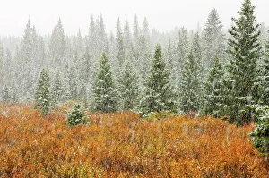 Images Dated 20th April 2023: Snowfall in Bow Valley, Banff National Park, Alberta, Canada
