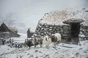 Snowfall Collection: Snowfall in the village of Saksun. Streymoy, Faroe Islands
