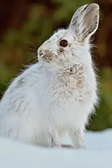 Snowshoe Varying hare (Lepus americanus) Late winter pelage, Greater Sudbury (Lively), Ontario, Canada
