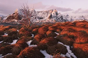 Rugged Peak Prints: Snowy bushes above Reine along the coast at sunrise in the Lofoten islands, Norway