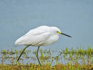 Heron Prints: Snowy Egret (Egretta thula), Grand Cayman, Cayman Islands, BWI