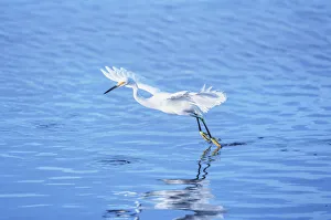 Images Dated 25th May 2021: Snowy Egret (Egretta thula) starting flight, Sanibel Island, J.N
