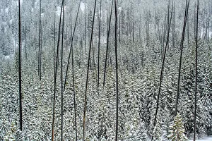 Carvings Prints: Snowy lodgepole forest regenerating after an earlier fire