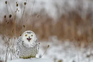 Snowy Owl (bubo scandiacus) - captive bred, Ontario, Canada