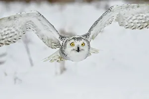 Snowy Owl (Bubo scandiacus) in flight - captive, Ontario, Canada
