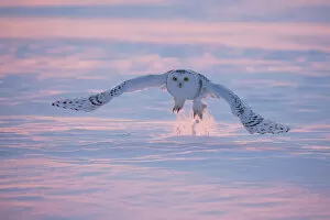 Images Dated 11th January 2021: Snowy owl (Bubo scandiacus), Ontario, Canada